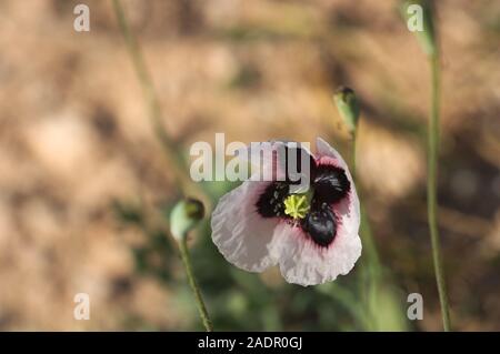 Licht Mohn in einem Getreidefeld farbige an einem sonnigen Tag im späten Winter Stockfoto