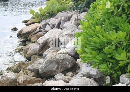 Tropisches Grün und felsige Küste Stockfoto