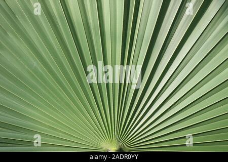Nahaufnahme eines Palm Tree leaf Stockfoto