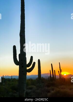 Saguaro Kakteen silhouetted gegen die untergehende Sonne Stockfoto