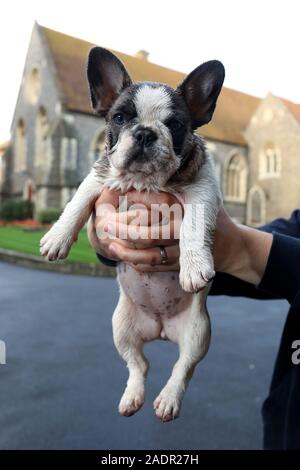 Französische Bulldogge in Brighton, East Sussex, Großbritannien. Stockfoto