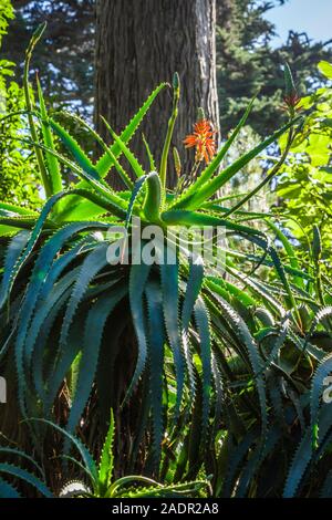 Eine blühende Agave in den Golden Gate Park Botanical Gardens, San Francisco, Kalifornien, USA. Stockfoto