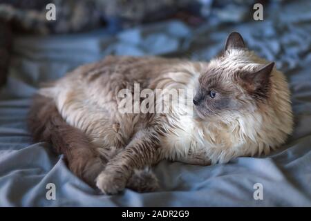 Weiblichen Langhaarigen Ragdoll Seal Point Katze lag auf einem Bett in einem Haus Stockfoto