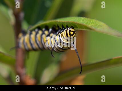 Monarch (danaus Plexippus) Caterpillar Fütterung auf milkweed Pflanze, Galveston, Texas, USA Stockfoto