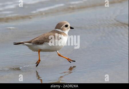 Rohrleitungen plover (Charadrius melodus) entlang der Ozean Küste läuft, Galveston, Texas, USA. Stockfoto