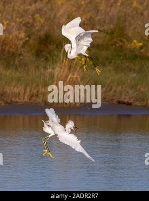 Snowy Silberreiher (Egretta thula) kämpfen in der Luft, Galveston, Texas, USA Stockfoto