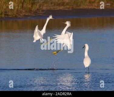 Snowy Silberreiher (Egretta thula) kämpfen in der Luft, Galveston, Texas, USA Stockfoto