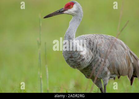 Eine Nahaufnahme der Sandhill Crane in ein grünes Feld. Stockfoto