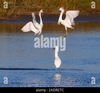 Snowy Silberreiher (Egretta thula) kämpfen in der Luft, Galveston, Texas, USA Stockfoto