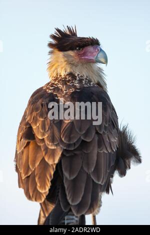 Ein jugendlicher Crested Karakara erhält es Federn gekräuselt im Wind. Stockfoto