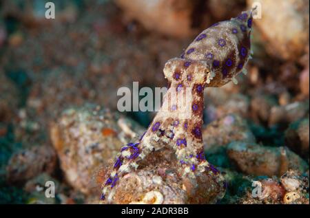 Eine giftige Blue Ringed Octopus klammert sich an einen Stein, aus dem klar hervorgeht, welche runder heller Ringe als Warnzeichen, Malapascua, Philippinen Stockfoto