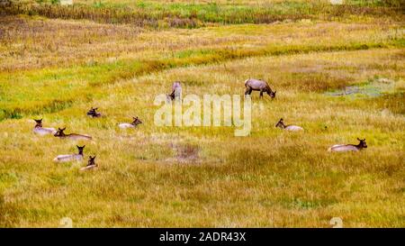 Ein Elch, Wapiti, Herde grasen in den Wiesen entlang der Madison River im Yellowstone National Park, Wyoming, USA Stockfoto