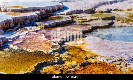 Braun Bakterien Matten im Wasser der Travertin Terrassen durch die Geysire auf der großen Terrasse in Mammoth Hot Springs, Yellowstone NP, WY, USA Stockfoto