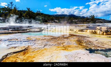 Kristallklares Wasser und braunen Bakterien Matten im Wasser der Travertin Terrassen von Geysiren in Mammoth Hot Springs, Yellowstone N.P., WY USA gebildet Stockfoto