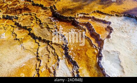 Braun Bakterien Matten im Wasser der Travertin Terrassen durch die Geysire auf der großen Terrasse in Mammoth Hot Springs, Yellowstone NP, WY, USA Stockfoto