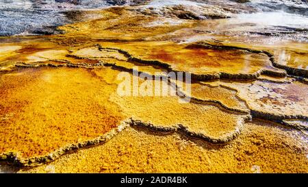 Braun Bakterien Matten im Wasser der Travertin Terrassen durch die Geysire auf der großen Terrasse in Mammoth Hot Springs, Yellowstone NP, WY, USA Stockfoto