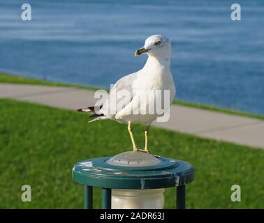 Eine schöne Möwe nimmt eine Pause auf einer Leuchte neben dem Fluß in Kennewick Stockfoto