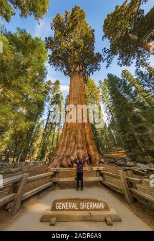 Karen Rentz an der General Sherman Baum, der größte Baum der Welt, im Sequoia National Park, Kalifornien, USA Stockfoto