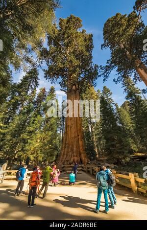 Besucher an der General Sherman Baum, der größte Baum der Welt, im Sequoia National Park, Kalifornien, USA [Kein Model Releases; für edito verfügbar Stockfoto