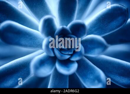 Trendy Hintergrund mit saftigen pflanzlichen Farben in der Farbe des Jahres 2020 Classic blau. Stockfoto