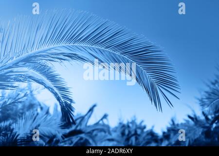 Blue Palm Blätter über blauen Himmel und Sonnenschein. Tropische trendy Hintergrund. Farbe des Jahres Konzept 2020. Stockfoto