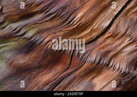 Wellenfaser freiliegendes Holz eines riesigen Mammutbaum, Sequoiadendron gigantea, in der General Sherman Baum Bereich des Sequoia National Park, Kalifornien, USA Stockfoto