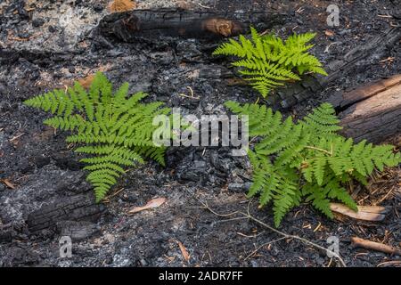 Eiche, Farn, die sich aus der Asche nach einem vorgeschriebenen in einem riesigen Mammutbaum, Sequoiadendron gigantea, Grove in der Sherman Baum Bereich von Sequoia Nation brennen Stockfoto