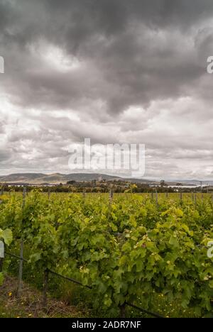 Meadowbank, TAS, Australien - 13 Dezember, 2009: Portrait von grünen Weinberg unter schweren grau-weißen Himmel mit Hügeln am Horizont. und Mount Pleasant Radio Stockfoto