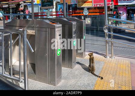 Eine streunende Katze Katze sitzt außerhalb der Drehkreuze der Istanbul Straßenbahn im Stadtteil Sultanahmet, Istanbul, Türkei. Stockfoto