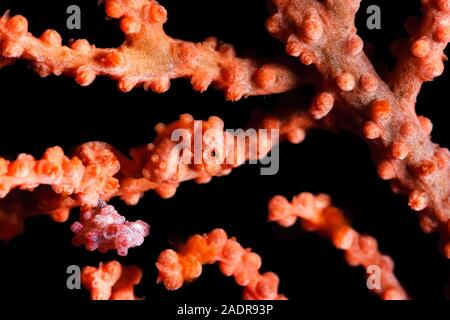 Pygmy Seahorse, oder Bargibant's Seahorse, Hippocampus Bargibanti, Chichi-jima, Bonin Inseln, Ogasawara Inseln, Weltnaturerbe, Tokio, Ja Stockfoto