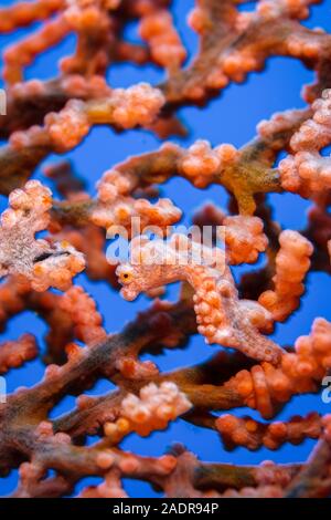 Pygmy Seahorse, oder Bargibant's Seahorse, Hippocampus Bargibanti, Chichi-jima, Bonin Inseln, Ogasawara Inseln, Weltnaturerbe, Tokio, Ja Stockfoto