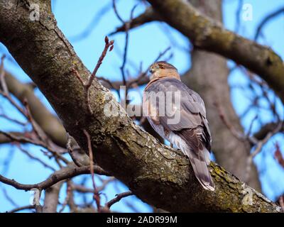 Wild, non-captive Cooper Hawk im Baum, vermutlich männlich. Lincoln Park Zoo, Chicago, Illinois Stockfoto