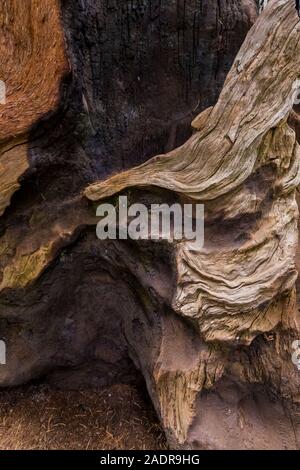 Totes Holz in der Nähe der Basis der Brandopfer riesige Mammutbaum, sequoiadendron giganteum, in der Sherman Baum Bereich des Sequoia National Park, Kalifornien, USA Stockfoto