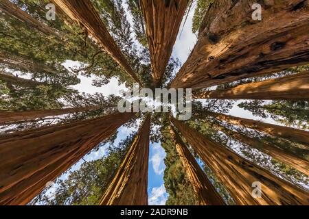 Riesige Mammutbaum, sequoiadendron giganteum, Bäume entlang der riesigen Wald Wanderwege in der General Sherman Baum Bereich des Sequoia National Park, Kalifornien, USA Stockfoto