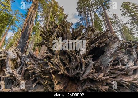 Root System der gefallene Riese Mammutbaum, sequoiadendron giganteum, in der Sherman Baum Bereich des Sequoia National Park, Kalifornien, USA Stockfoto