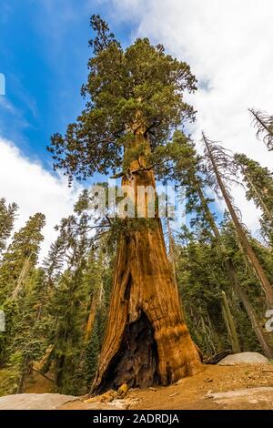 Riesige Mammutbaum, sequoiadendron giganteum, entlang der riesigen Wald Wanderwege in der General Sherman Baum Bereich des Sequoia National Park, Kalifornien, USA Stockfoto