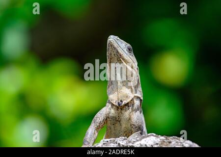 Schwarz stacheligen-tailed Iquana (Ctenosaura Imilis) weibliche Sonnen auf einem Felsen Stockfoto