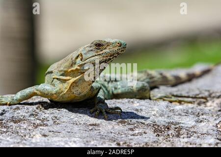 Schwarz stacheligen-tailed Iquana (Ctenosaura Imilis) weibliche Sonnen auf einem Felsen Stockfoto