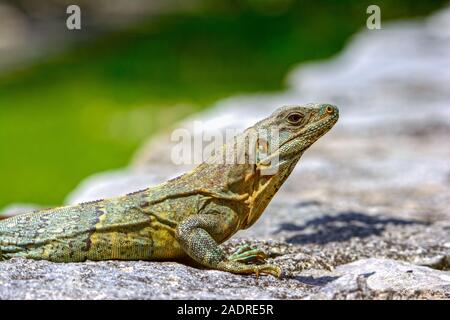 Schwarz stacheligen-tailed Iquana (Ctenosaura Imilis) weibliche Sonnen auf einem Felsen Stockfoto