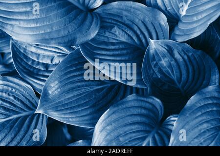 Die Blätter der Hosta getönten in trendigen Classic blau Farbe. Ansicht von oben, Laub Karte. Stockfoto