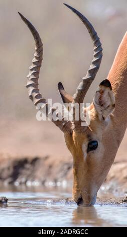 Männliche Impala Trinken am Wasserloch in Botswana, niedrigen Winkel, Oberfläche Stockfoto