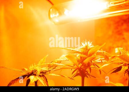 Anbau von Cannabis im Innenbereich unter künstlichen gelb Licht Lampen. Anbau von Cannabis Konzept... Stockfoto