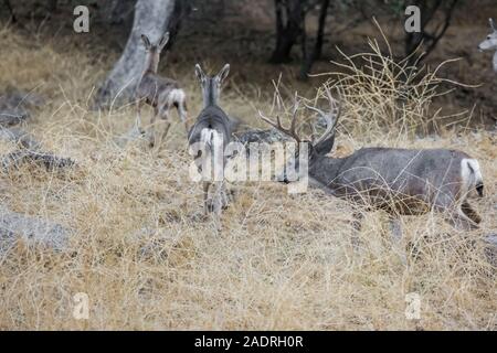 Rehe, Odocoileus hemionus, Buck mit großen Geweih in Potishwa Campground in den Ausläufern des Sequoia National Park, Kalifornien, USA Stockfoto