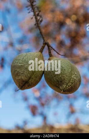 Kalifornien Roßkastanie, Aesculus californica, Baum mit hängenden Früchte in Potishwa Campground in den Ausläufern des Sequoia National Park, Kalifornien, USA Stockfoto