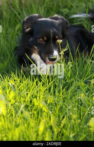 Australian shepard Hund entspannen im grünen Gras Stockfoto