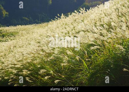 Japanisches Pampagras, Aso, Präfektur Kumamoto, Japan Stockfoto