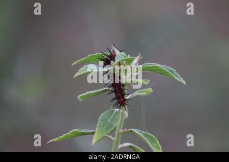Raupen des Tagpfauenauges auf brennnessel. Caterpillar auf einem grünen Blatt Stockfoto