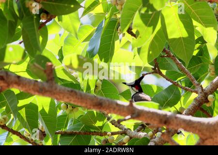 Rot-whiskered Bulbul oder Crested bulbul, säugetierart ist Vogel, in Asien gefunden, sitzt auf einem Ast eines Baumes Stockfoto