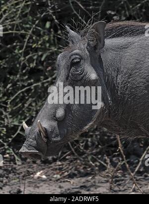 In der Nähe einer gemeinsamen Warzenschwein Phacochoerus Africanus in der Wildnis Stockfoto