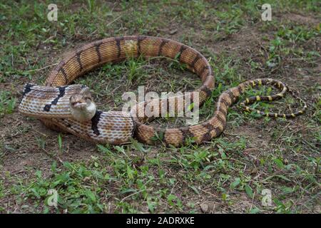 Boiga cynodon, der gemeinhin als der Hund bekannt - gezahnte cat Snake Stockfoto